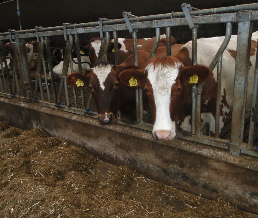 DGI Foto Project Boederij in de kijker