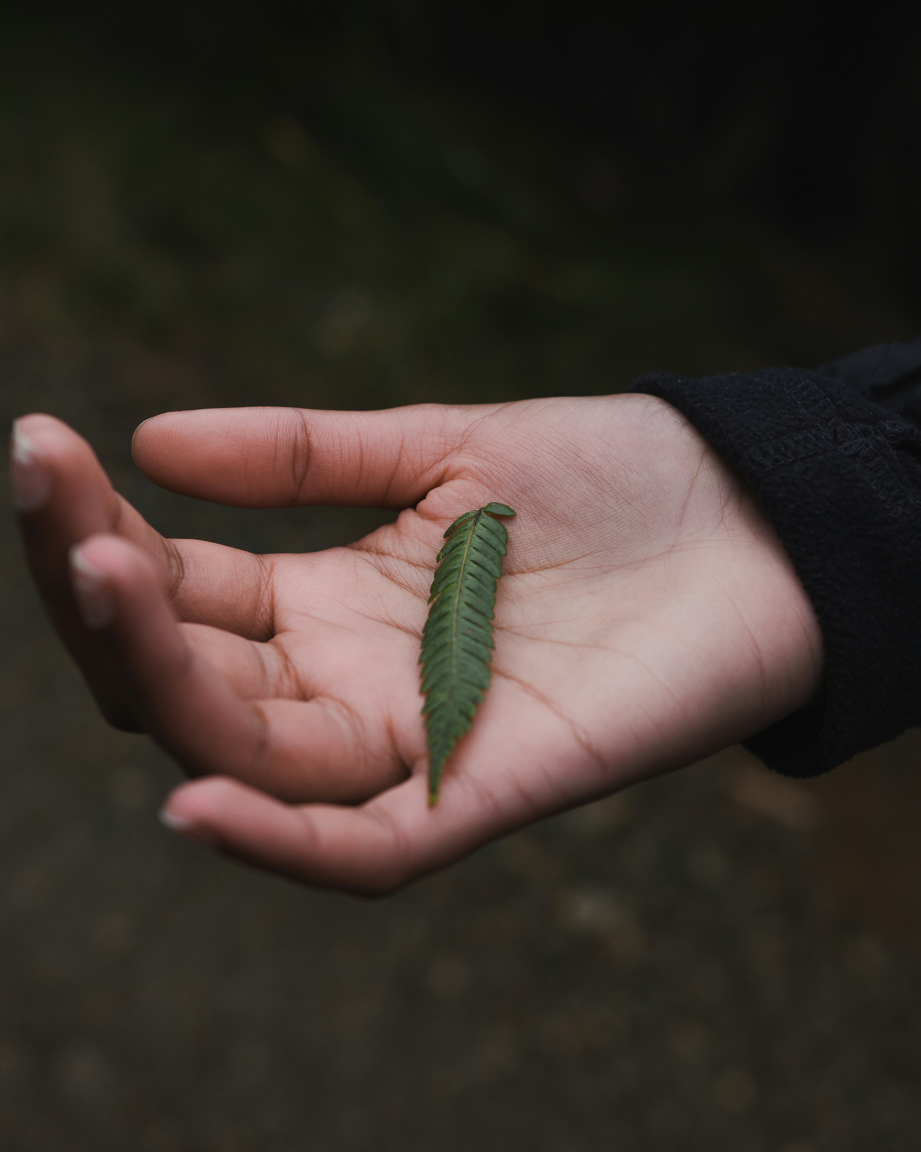 Hand met een plantje met geneeskrachtige werking