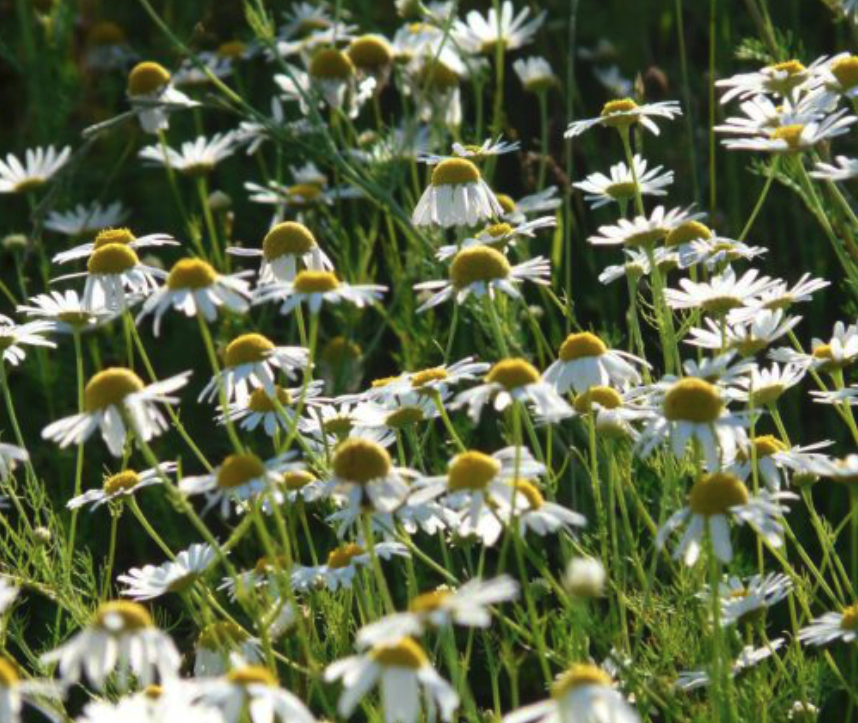 Foto prachtig veld bloemen