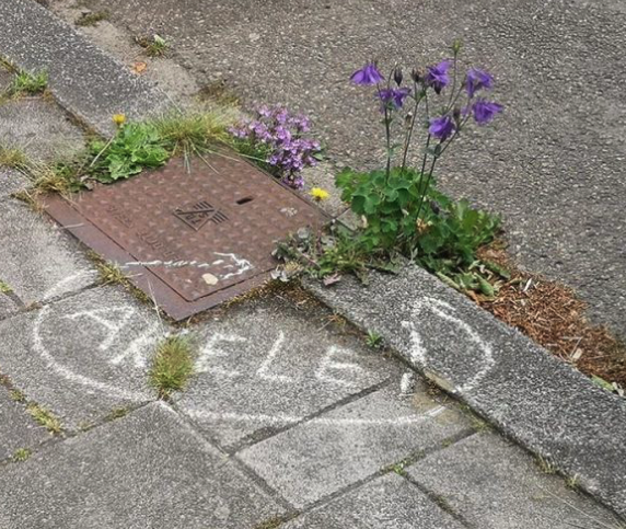 Foto van stoep met daarop in stoepkrijt geschreven: Akelei