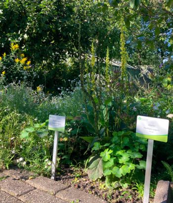 De plant Akelei in de natuurtuin